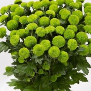 Crizantema Santini