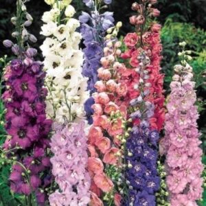 Delphinium