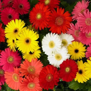 Gerbera