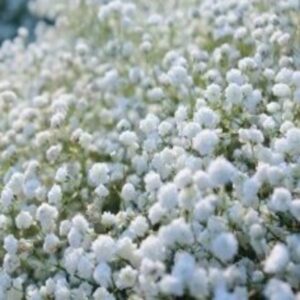 Gypsophila