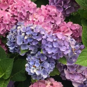 Hortensie