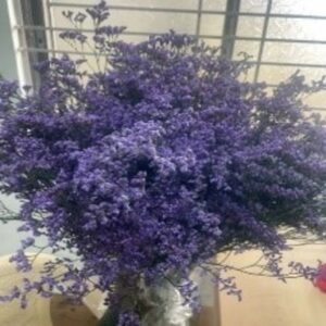 Limonium