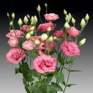 Lisianthus