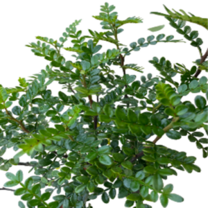 Pistacia