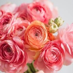 Ranunculus
