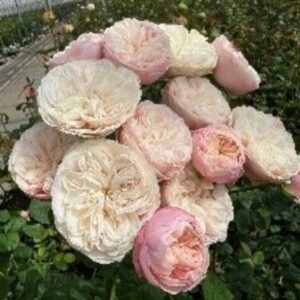 Trandafir Royal Blush