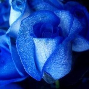 Trandafir Blue